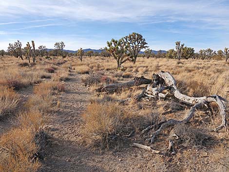 El Dorado Wagon Road Trail