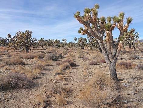 El Dorado Wagon Road Trail