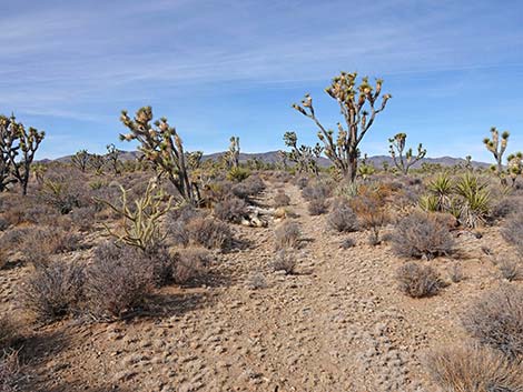 El Dorado Wagon Road Trail