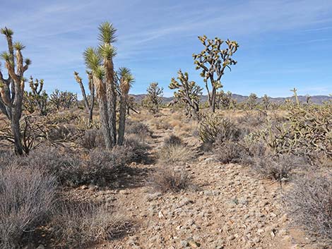 El Dorado Wagon Road Trail