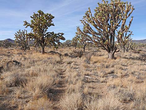 El Dorado Wagon Road Trail