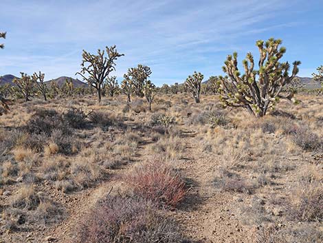 El Dorado Wagon Road Trail