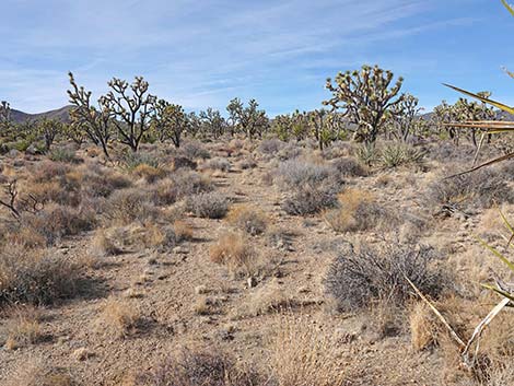 El Dorado Wagon Road Trail