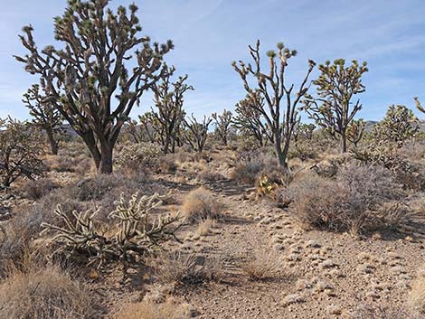 El Dorado Wagon Road Trail