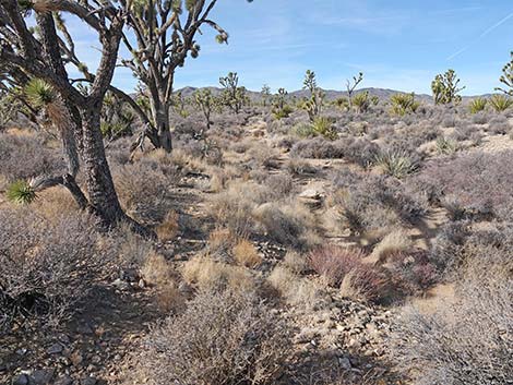 El Dorado Wagon Road Trail