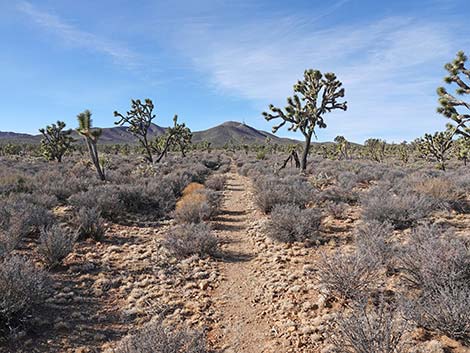 El Dorado Wagon Road Trail