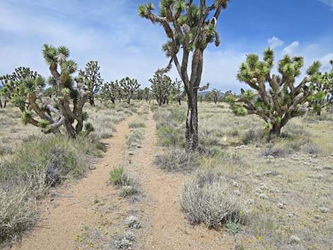 El Dorado Wagon Road Trail