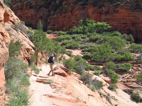 Observation Point Trail