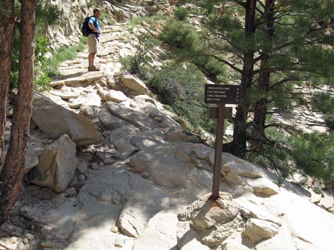 Observation Point Trail