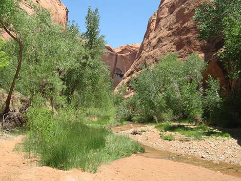 Coyote Gulch