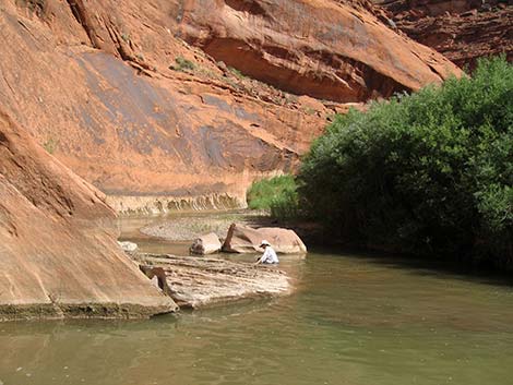 Coyote Gulch