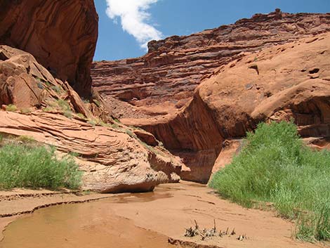 Coyote Gulch