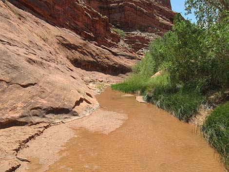 Coyote Gulch