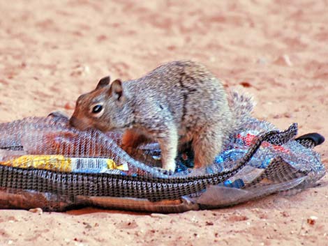 rock squirrel