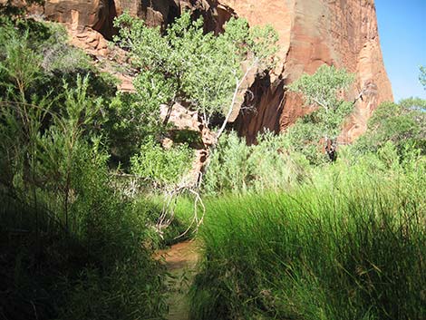 Coyote Gulch