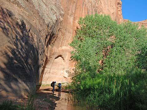 Coyote Gulch