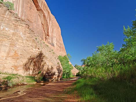 Coyote Gulch