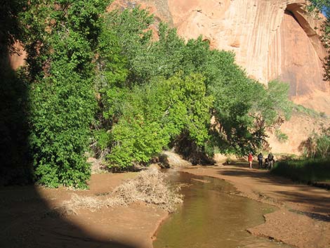 Coyote Gulch