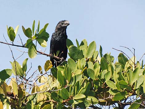 Ecuador