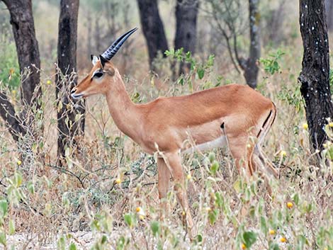 Tanzania