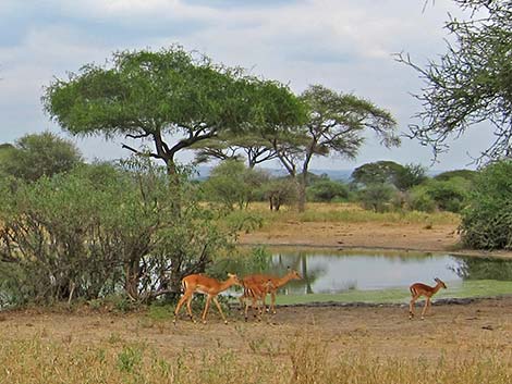 Tanzania