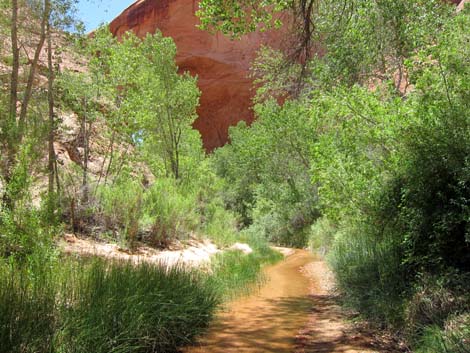 Coyote Gulch