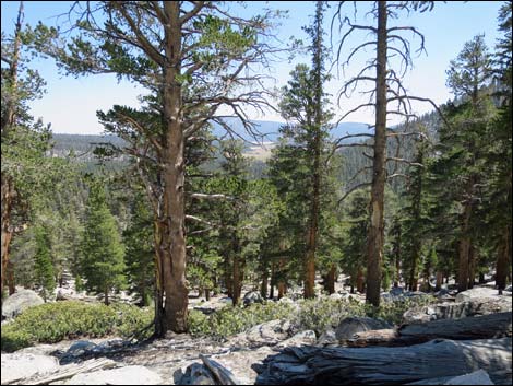 John Muir Trail