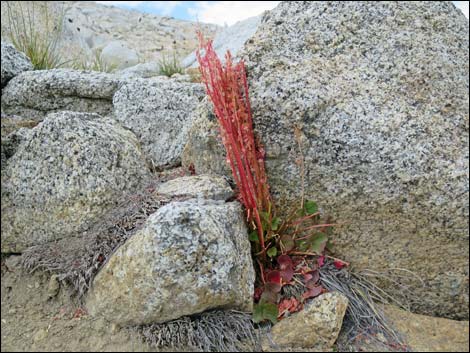 John Muir Trail