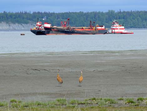 Alaska Birding