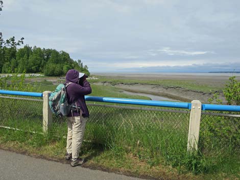 Alaska Birding