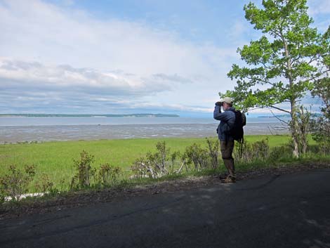 Alaska Birding