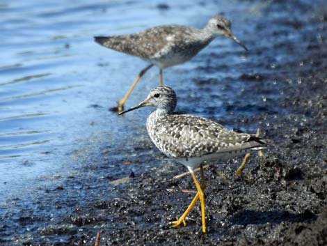 Alaska Birding