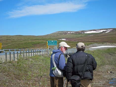 Nome birding