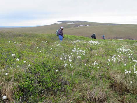 Nome birding