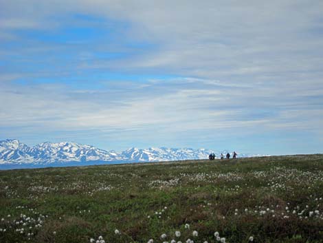 Alaska Birding