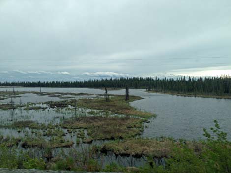 Denali birding