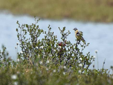 Denali birding