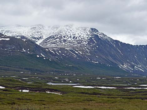 Denali birding