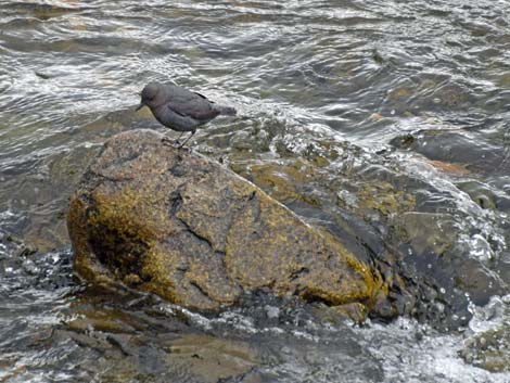 Denali birding