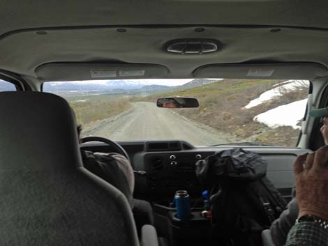 Denali birding