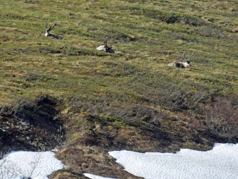 Denali birding