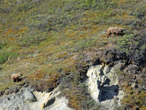 Denali birding