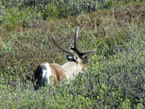 Denali birding