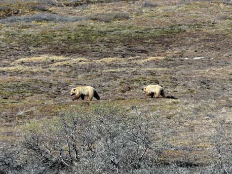 Denali birding