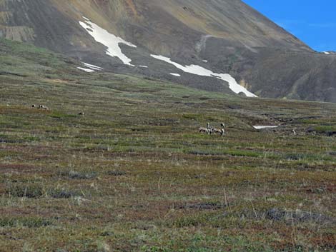 Denali birding