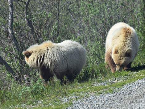 Denali birding