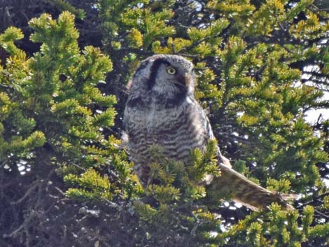 Denali birding