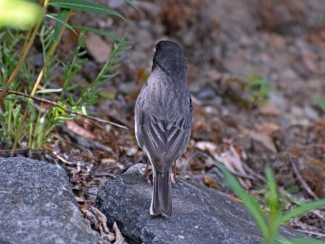 Denali birding