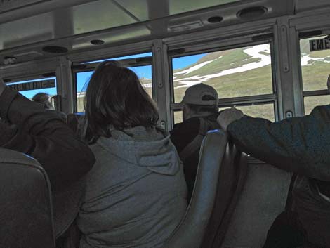 Denali birding