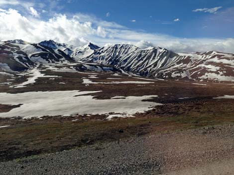 Denali birding